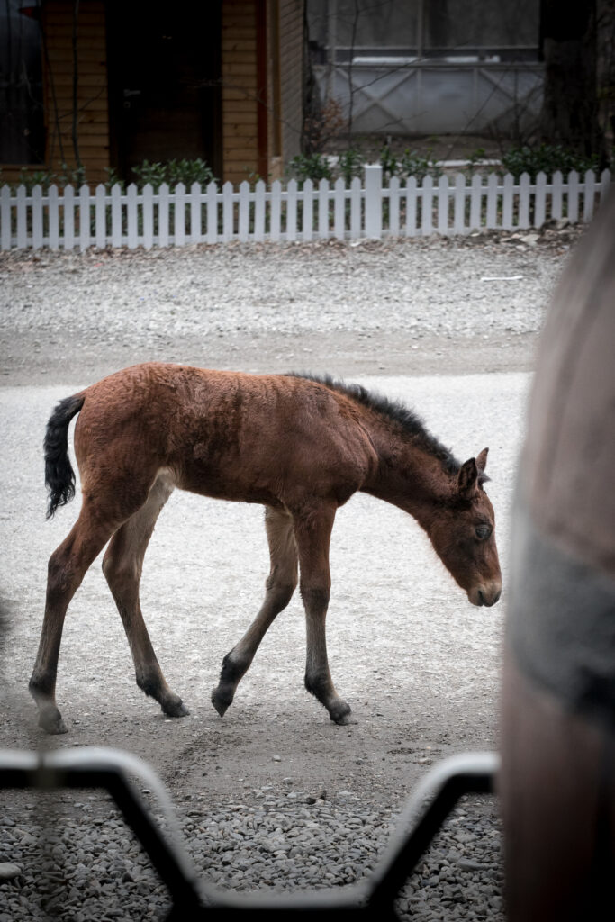 Aserbaidschan, Picture, Horse, Mangotrails