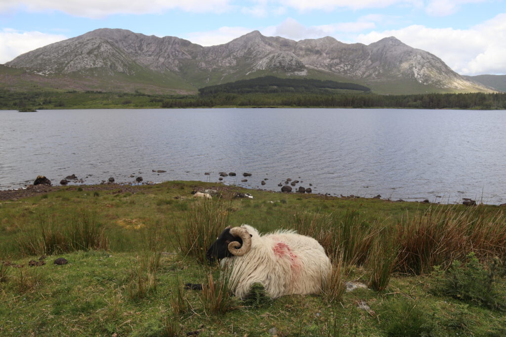 Irland, Picture, Sheep, Mangotrails