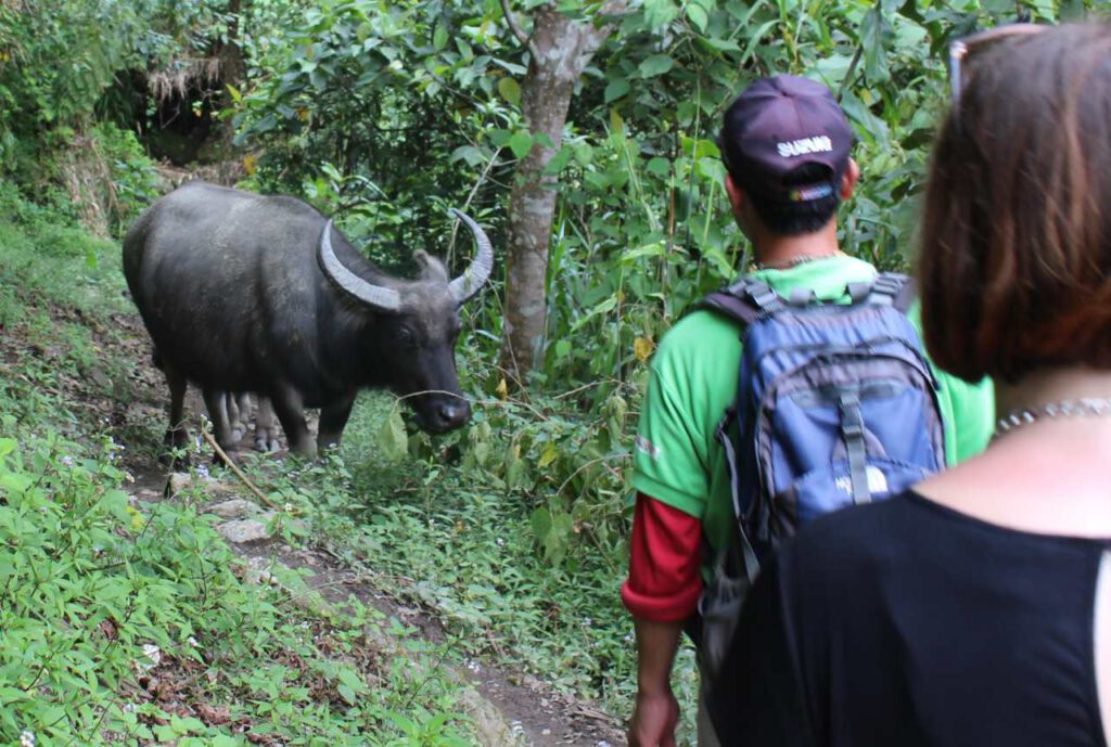 Banaue, Bild, Philippinen, Mangotrails
