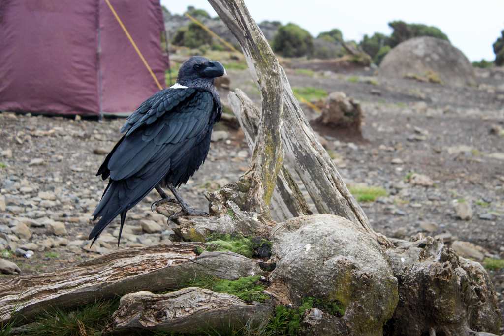 Mangotrails, Tansania, Kilimanjaro, Foto, Rabe, Machame Route auf den Kilimandscharo