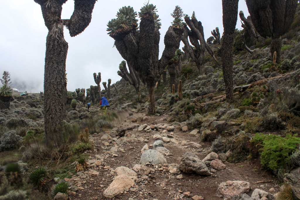 Mangotrails, Tansania, Kilimanjaro, Foto, Landschaft, Machame Route auf den Kilimandscharo