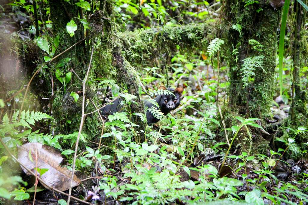 Mangotrails, Tansania, Kilimanjaro, Foto, Dschungel