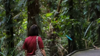 Foto, Mangotrails, Australien, Cairns Reiseblog - Unsere Entdeckungen und Highlights; Dschungel