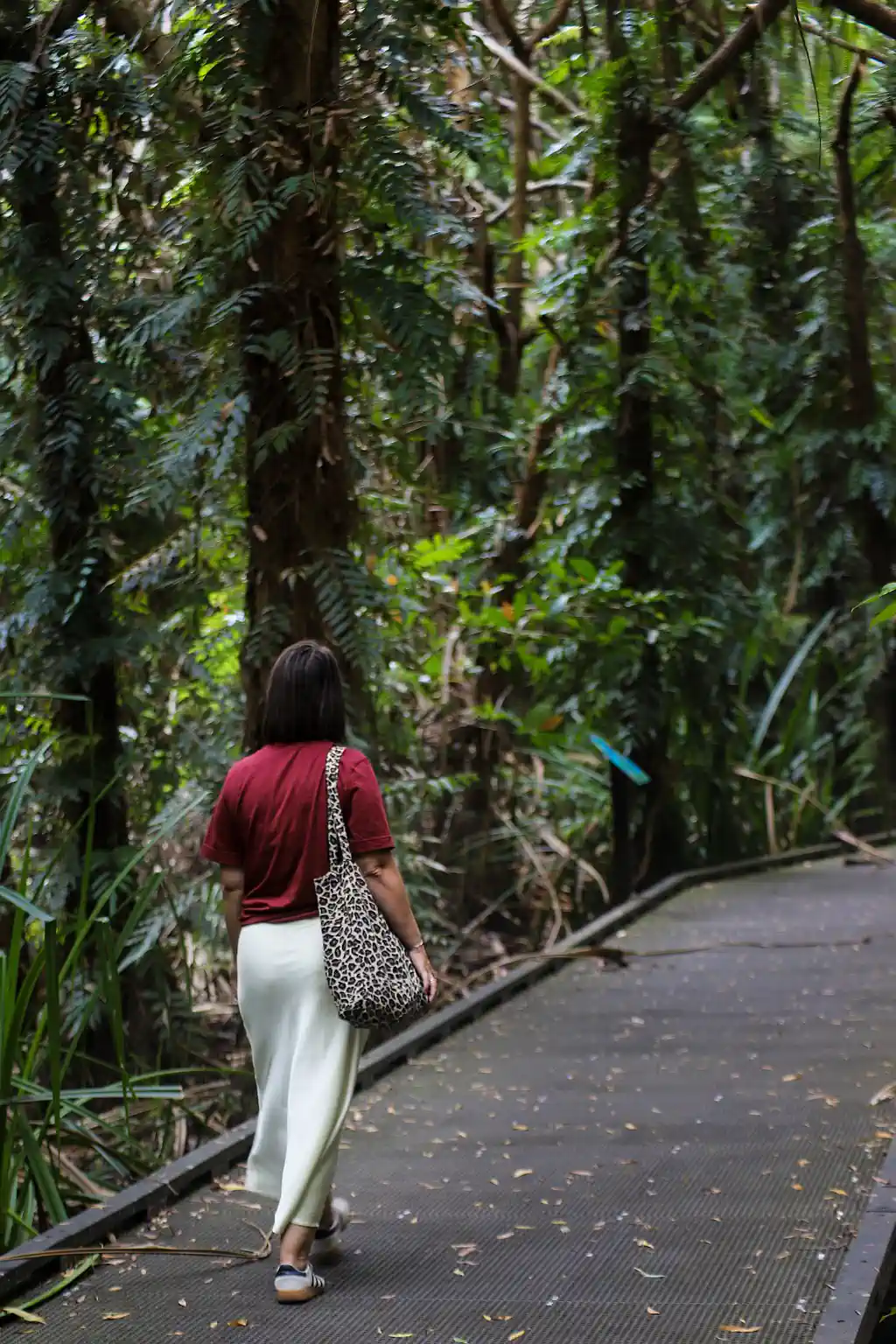 Foto, Mangotrails, Australien, Cairns Reiseblog - Unsere Entdeckungen und Highlights; Dschungel