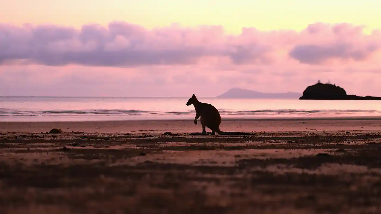 Foto, Mangotrails, Australien, Kängurus beobachten am Cape Hillsborough, Känguru